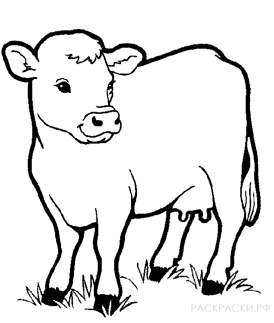 Корова Фото Животного Для Детей